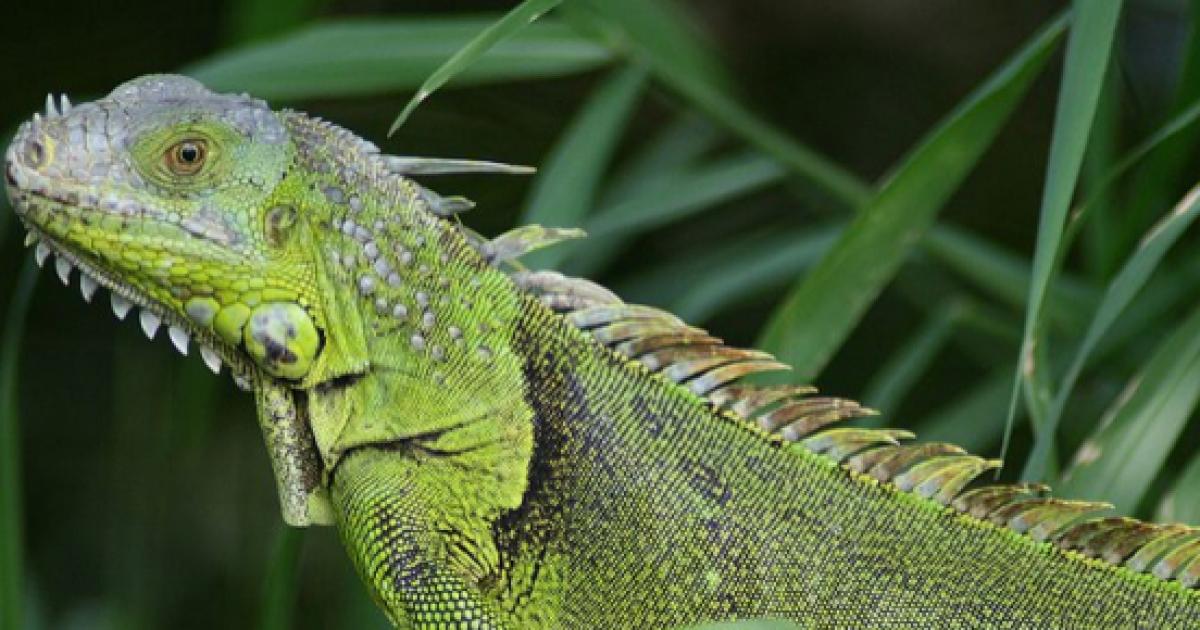 Iguanas invade South Florida, residents search for a solution to ...