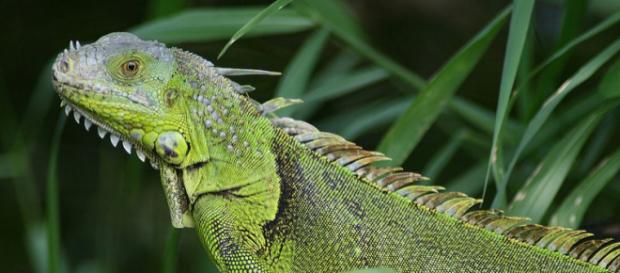 Iguana seen in Fern Forest, Florida (Image courtesy – Korall, Wikimedia Commons) Iguana seen in Fern Forest, Florida (Image courtesy – Korall, Wikimedia Commons)