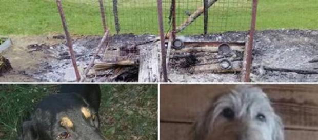 Sondrio, cani bruciati vivi nel box Sondrio, cani bruciati vivi nel box