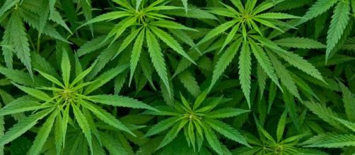 Cannabis, negli USA primo farmaco a base di cannabis per due forme di epilessia - dire.it