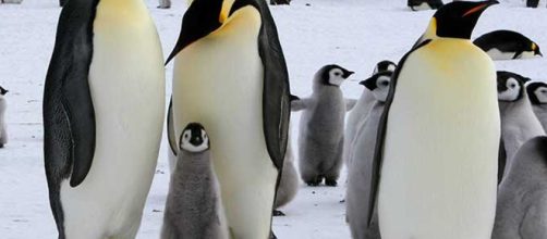 AUSTRALIA / Hombre es condenado a 49 horas de servicio comunitario por matar a 6 pingüinos