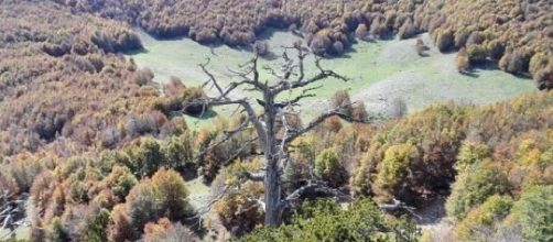 Italus, l'albero più vecchio d'Europa