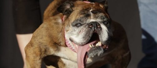 Un Bulldog gana el título del 'perro más feo del mundo 2018' con premio de 1.500 dólares
