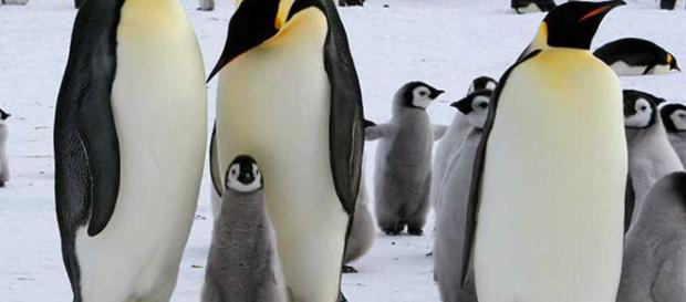 AUSTRALIA / Hombre es condenado a 49 horas de servicio comunitario por matar a 6 pingüinos AUSTRALIA / Hombre es condenado a 49 horas de servicio comunitario por matar a 6 pingüinos