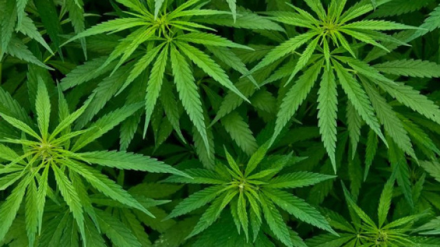 Cannabis, negli USA primo farmaco a base di cannabis per due forme di epilessia - dire.it
