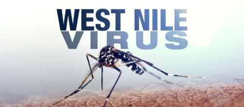 Rovigo, uomo positivo al virus West Nile: ricoverato presso il reparto malattie infettive