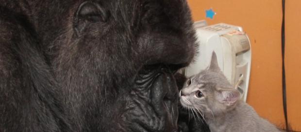 Koko tenía capacidad de tener empatía con otras especies. Public Domain. Koko tenía capacidad de tener empatía con otras especies. Public Domain.