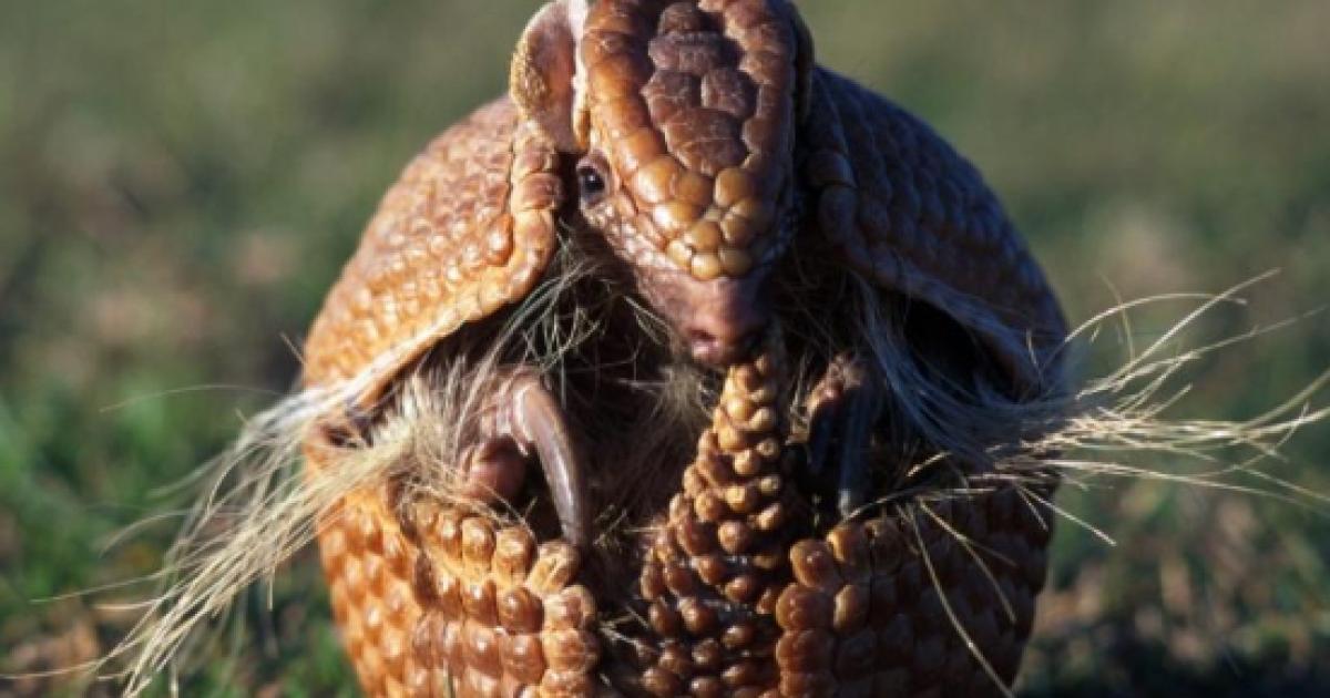 La lepra en armadillos de Brasil proviene de los humanos