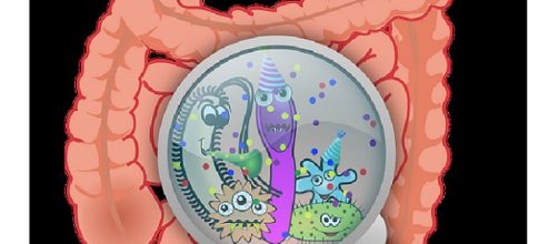I batteri intestinali (microbiota) se alterati possono liberare delle sostanze tossiche che favoriscono gravi patologie come steatosi e obesità.