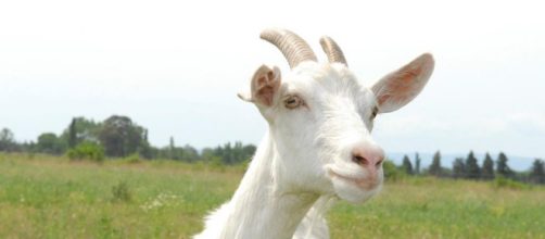 La leche de cabra: usos y beneficios