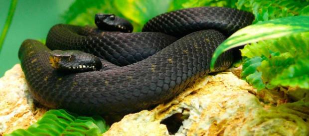 Las serpientes más venenosas del mundo - animalesextremos.com Las serpientes más venenosas del mundo - animalesextremos.com