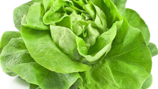 Lattuga Killer: E-Coli in Usa, gi&agrave; 5 morti