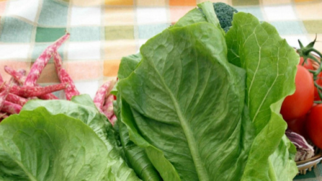 Lattuga romana contaminata: di cosa si tratta