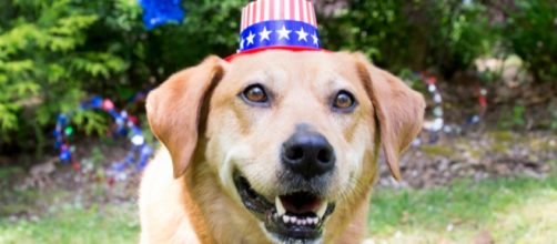Don't forget about your pets this Fourth of July! - [ASPCA / YouTube screencap]
