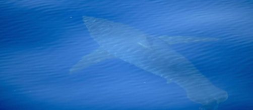 Lo squalo bianco lungo 5 metri avvistato e fotografato alle Baleari da un team di scienziati.