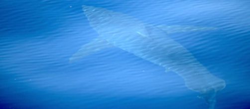 La Expedición Científica Alnitak 2018 filma un tiburón blanco de 5 metros en las Baleares