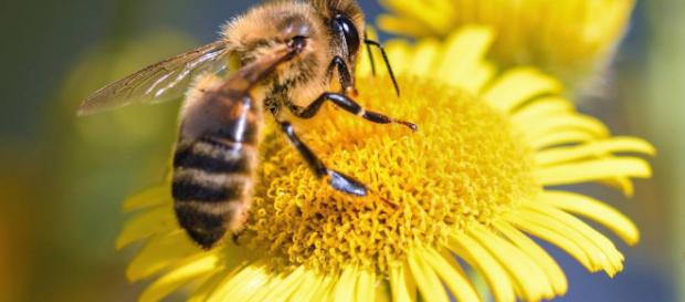 Un grupo de ecólogos de Illinois advierte de la posible extinción masiva de abejas Un grupo de ecólogos de Illinois advierte de la posible extinción masiva de abejas