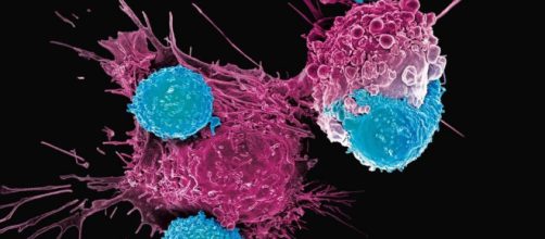 Si può istruire il sistema immunitario a combattere i tumori