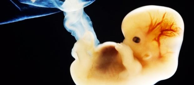 Por primera vez, científicos desarrollan un embrión humano de dos ... - enpelotas.com Por primera vez, científicos desarrollan un embrión humano de dos ... - enpelotas.com