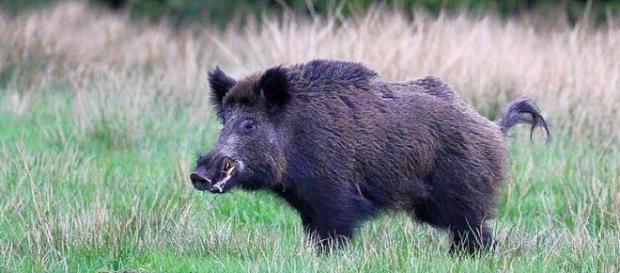 Sardegna, cinghiale carica operaio forestale Sardegna, cinghiale carica operaio forestale