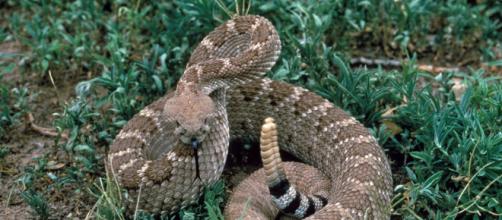 Il serpente a sonagli è tra i rettili più pericolosi al mondo