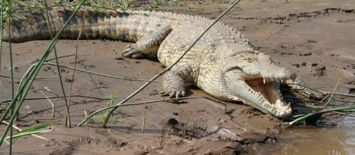 Etiopia, coccodrillo uccide pastore sul lago Abaya