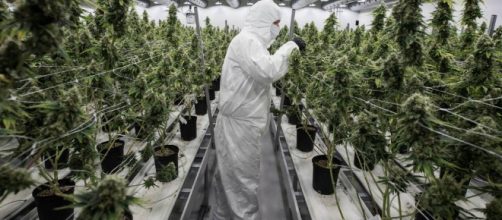 La marihuana a punto de ser legalizada en Canadá