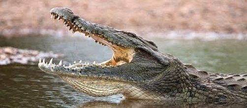 Pastor killed by crocodile during baptism of 80 people in a lake. [Image: Trending Now/YouTube screenshot]
