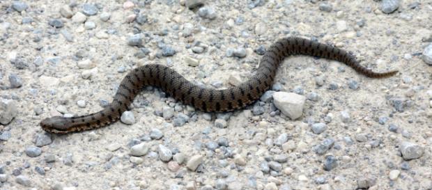 In provincia di Salerno il morso di una vipera ha causato la morte di una donna di 72 anni. In provincia di Salerno il morso di una vipera ha causato la morte di una donna di 72 anni.