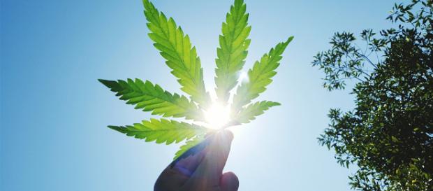Il Canada è pronto a legalizzare la cannabis per uso ricreativo Il Canada è pronto a legalizzare la cannabis per uso ricreativo