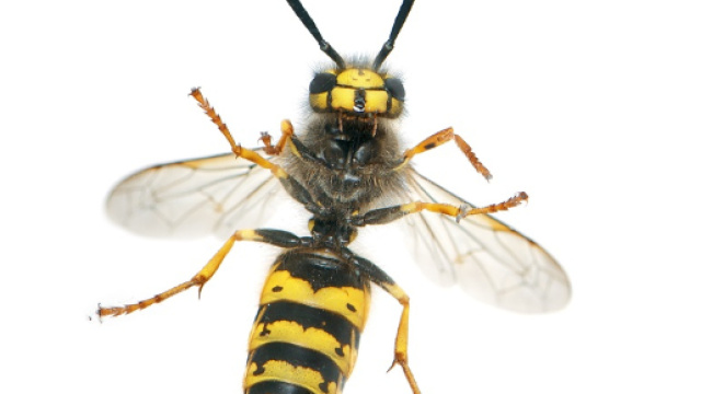 Punto da una vespa un uomo di 55 anni &egrave; morto ieri per uno shock anafilattico.