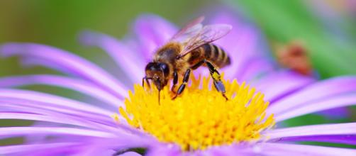 Le api sanno cos’è lo zero: lo studio degli scienziati australiani lo dimostra