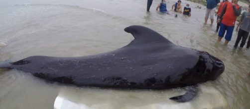 Muere una ballena después de tragarse 80 bolsas de plástico