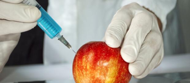 Los alimentos transgénicos: ventajas e incovenientes Los alimentos transgénicos: ventajas e incovenientes