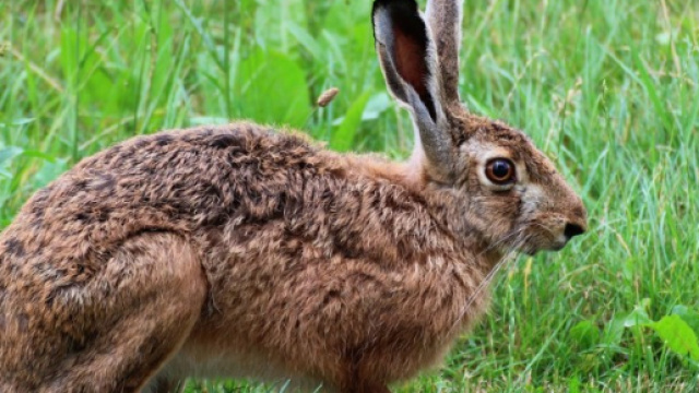 Allarme tularemia in Austria: 2 cacciatori infettati