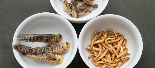 Cientistas dizem que comer insetos pode ser uma boa fonte de proteínas.