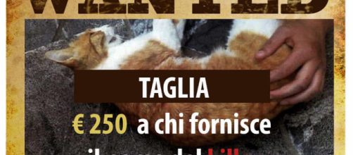 Moggio Udinese, bimba trova il suo gattino ucciso da una fucilata