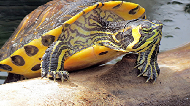 The yellow-bellied slider (Trachemys scripta scripta) | Flickr - flickr.com