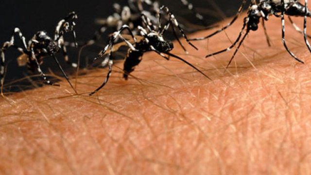 Veneto: Virus West Nile. Attenzione alle zanzare