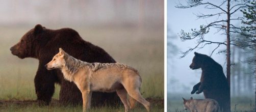 La rara amicizia tra un orso e un lupo - incredibilia.it