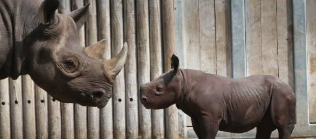 La extinción de especies está sucediendo 1000 veces más rápido de lo normal La extinción de especies está sucediendo 1000 veces más rápido de lo normal