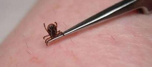 Emergenza zecche a Belluno e nel Triveneto: triplicati i casi di malattia di Lyme e di Tbe. Emergenza zecche a Belluno e nel Triveneto: triplicati i casi di malattia di Lyme e di Tbe.