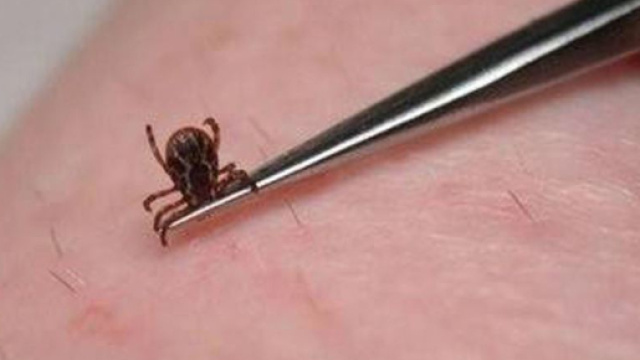 Emergenza zecche a Belluno e nel Triveneto: triplicati i casi di malattia di Lyme e di Tbe.