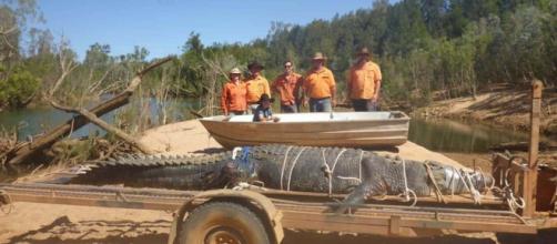 AUSTRALIA / Capturado cocodrilo de casi 5 metros después de 9 años de búsqueda