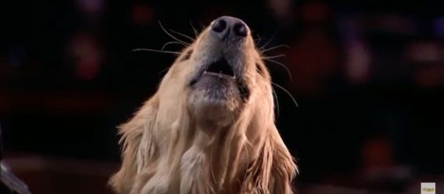 Oscar is the singing dog that Simon Cowell has been waiting for in Week 6 of 'America's Got Talent' Season 13. [Image source: AGT - YouTube]