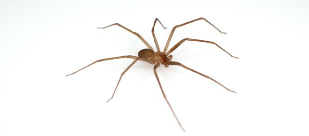 Loxosceles rufescens: il ragno violino Loxosceles rufescens: il ragno violino