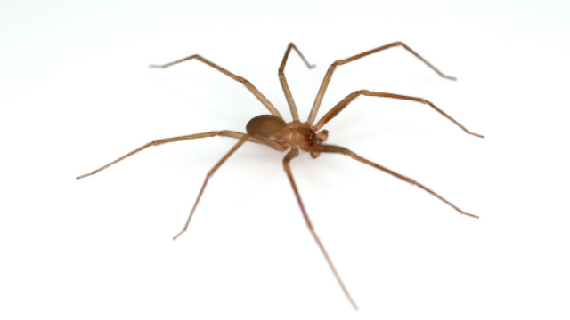 Loxosceles rufescens: il ragno violino