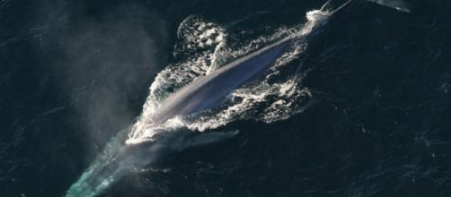 Majestic possible blue whale captured then killed in Iceland. [Image source: axelle b -Public Domain Pictures]