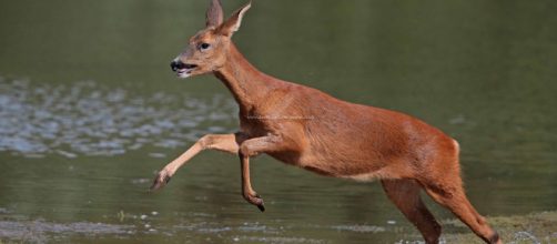 Roe Deer (Capreolus capreolus). Fonte: Our Local Voice - ourlocalvoice.co.uk