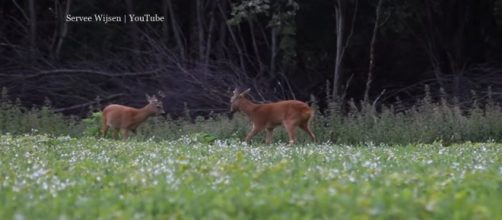 A roe deer died by drowning off Southsea after botched save effort - Image credit Servee Wijsen | YouTube
